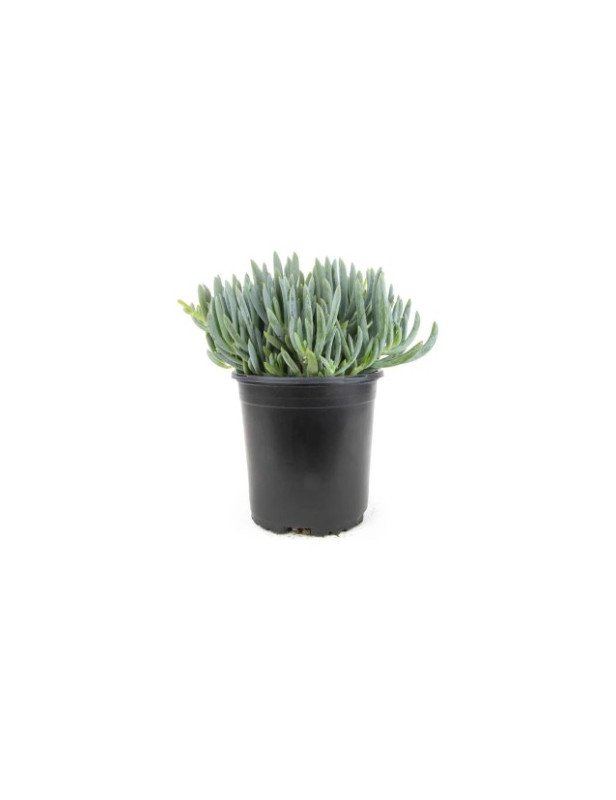 Blue Chalksticks 