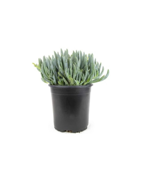 Blue Chalksticks 