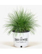 Blue Fescue