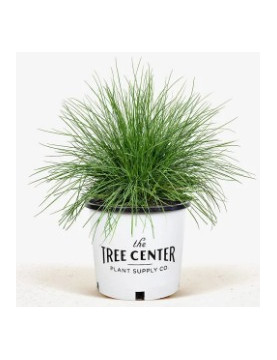 Blue Fescue
