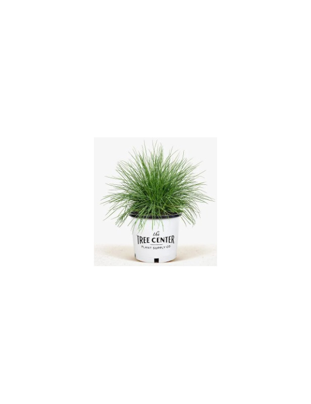 Blue Fescue
