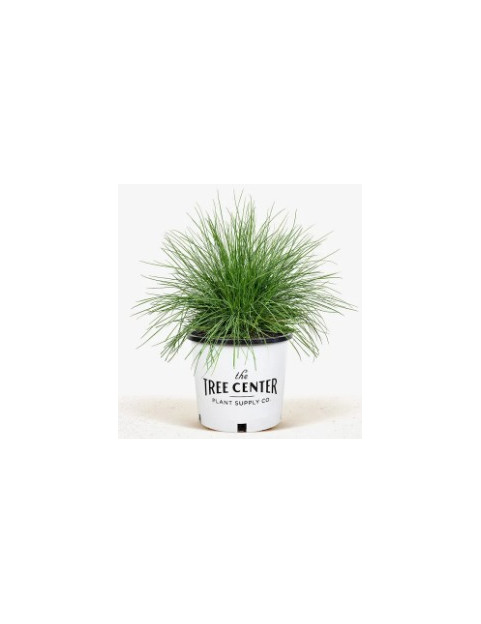 Blue Fescue