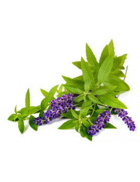 Blue Verbena