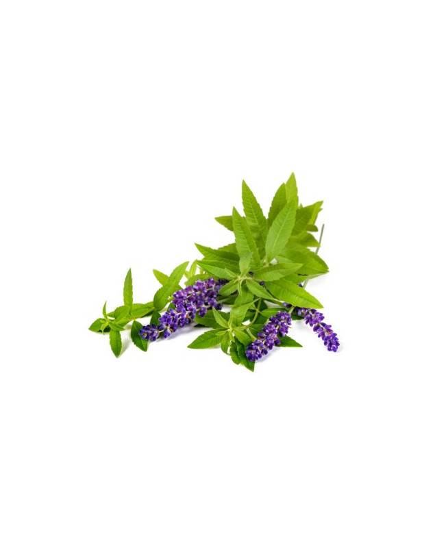 Blue Verbena
