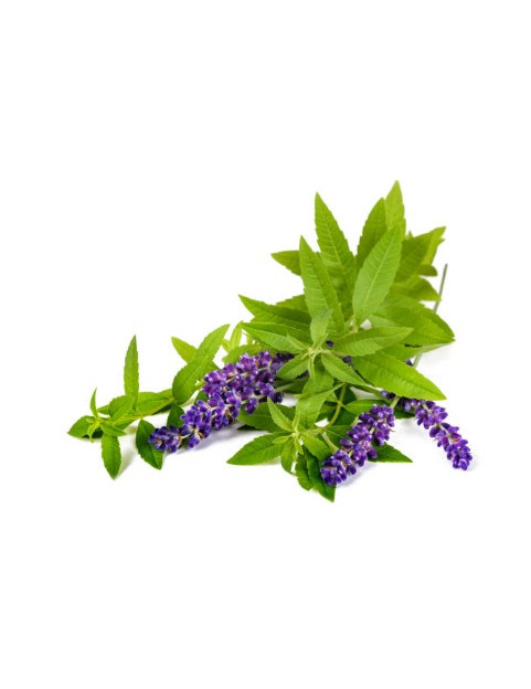 Blue Verbena