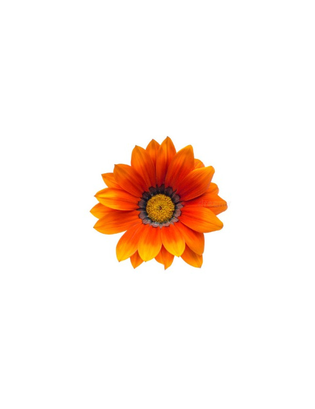 Cascade Orange Gazania