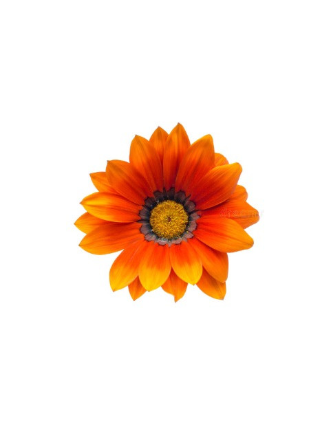 Cascade Orange Gazania