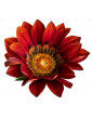 Burgundy Sunburst Gazania