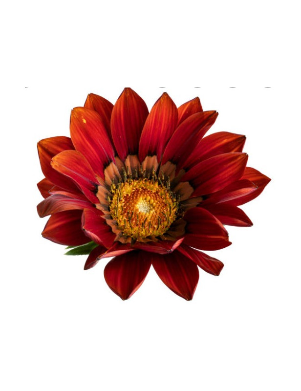 Burgundy Sunburst Gazania