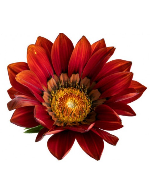 Burgundy Sunburst Gazania