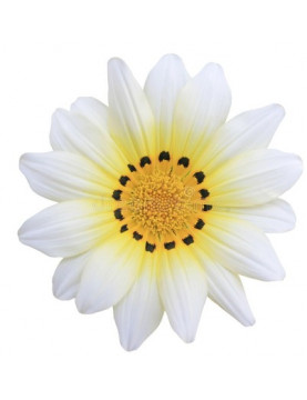 Cascade White Gazania