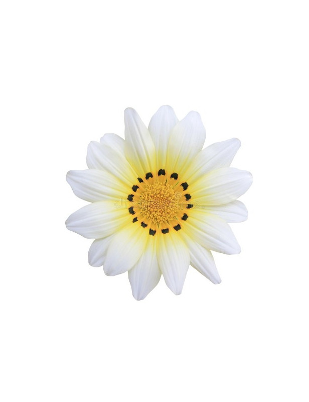Cascade White Gazania
