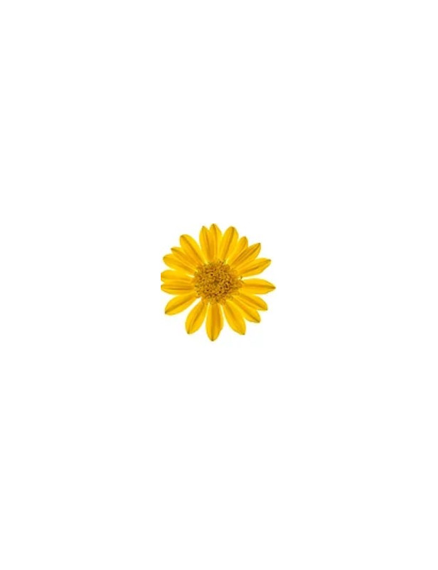 Cascade Yellow Gazania
