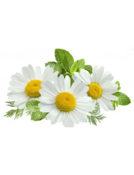 Chamomile