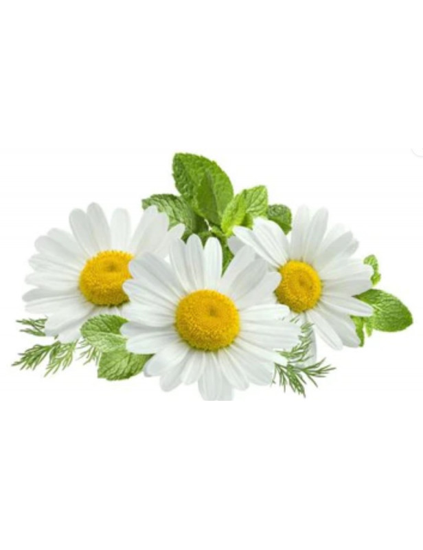 Chamomile