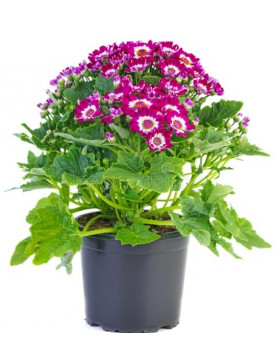 Cineraria