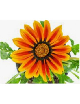 Copper King Gazania
