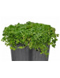 Corsican Mint