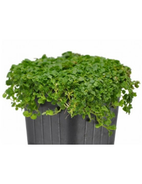 Corsican Mint