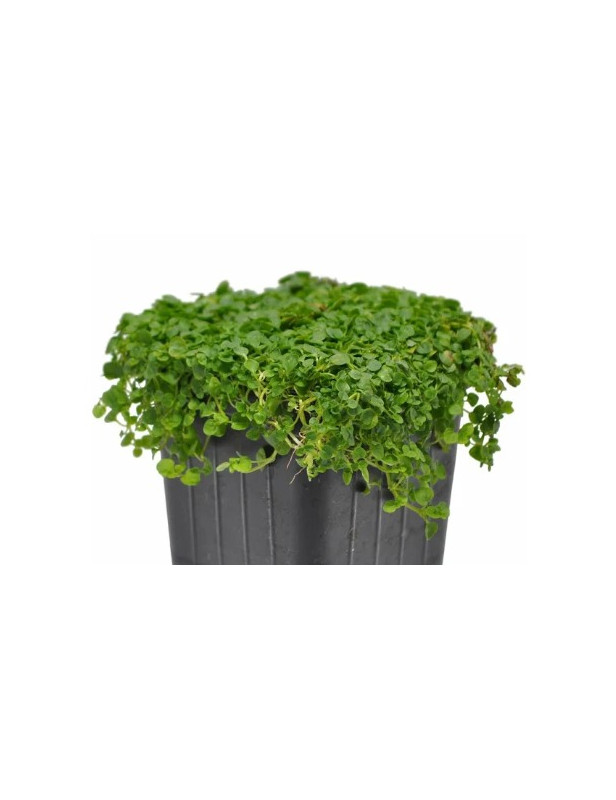 Corsican Mint