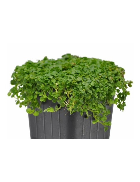 Corsican Mint