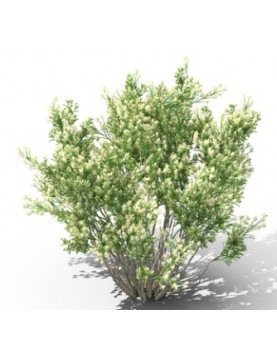 Coyote Brush
