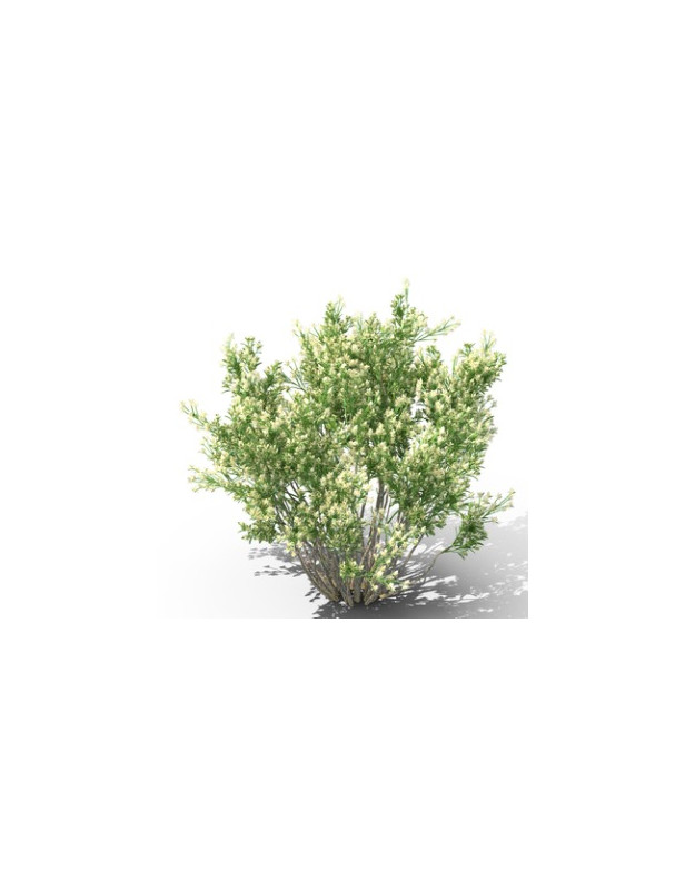 Coyote Brush
