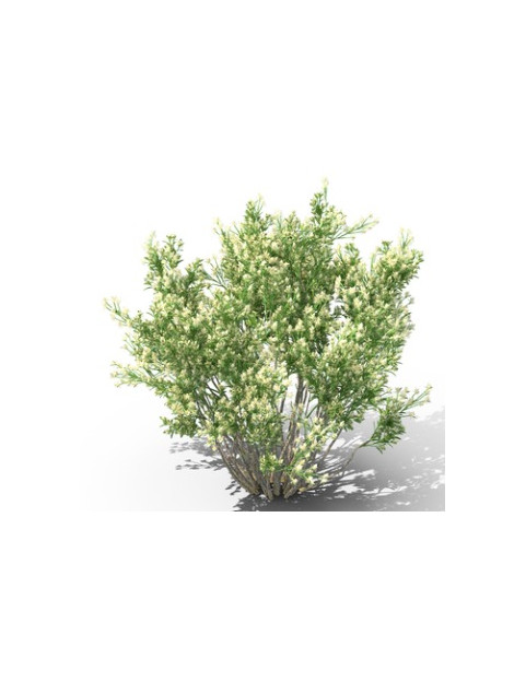 Coyote Brush