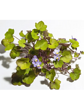 Cymbalaria