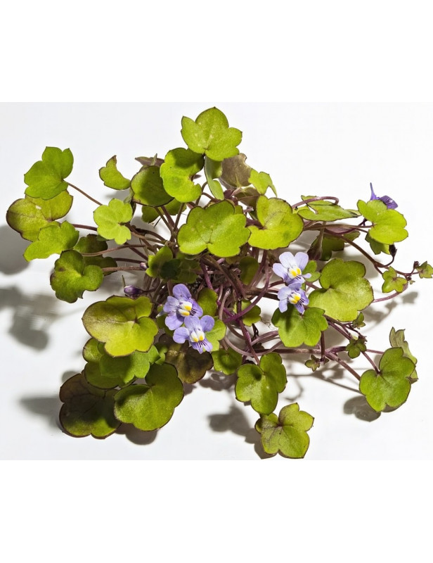 Cymbalaria