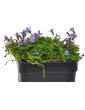 Cymbalaria Variegated