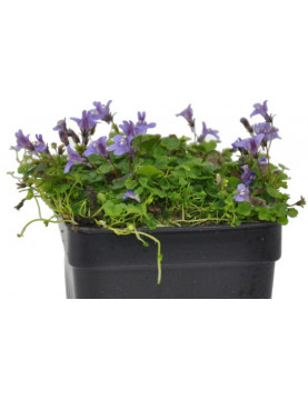 Cymbalaria Variegated