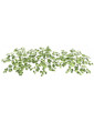 Dichondra