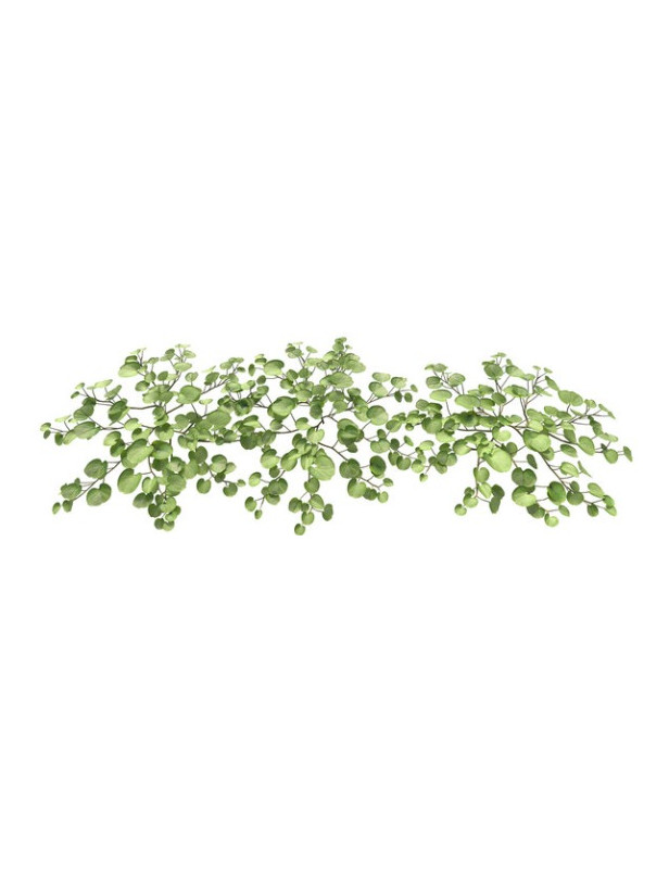 Dichondra