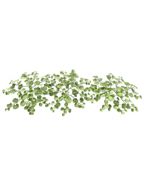 Dichondra