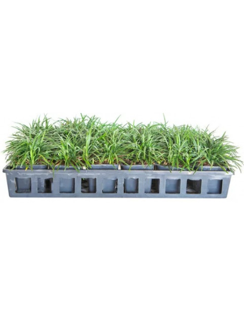 Dwarf Mondo Grass