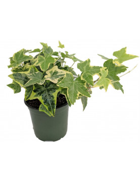 English Ivy