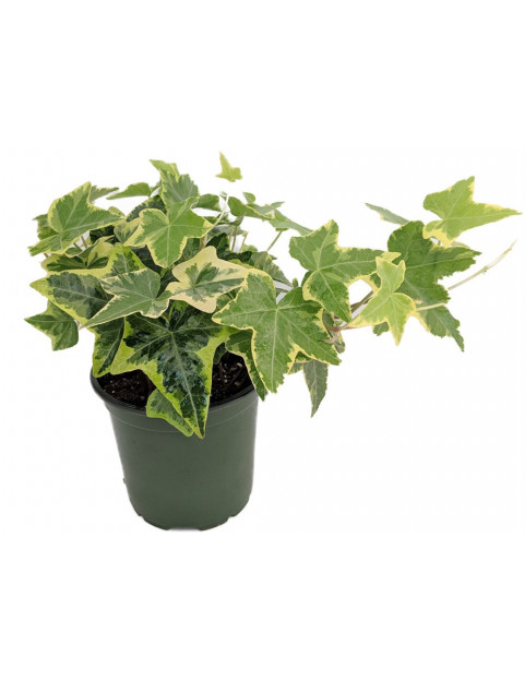 English Ivy