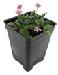Erodium Pink