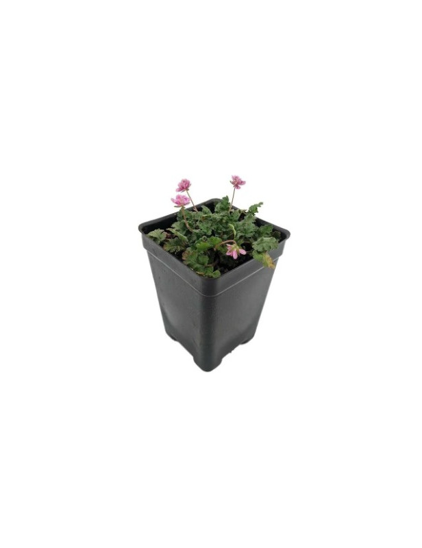 Erodium Pink