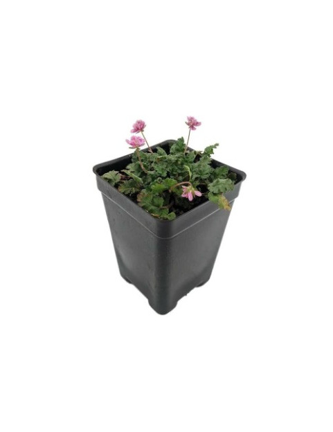 Erodium Pink