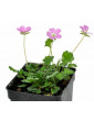Erodium Rose