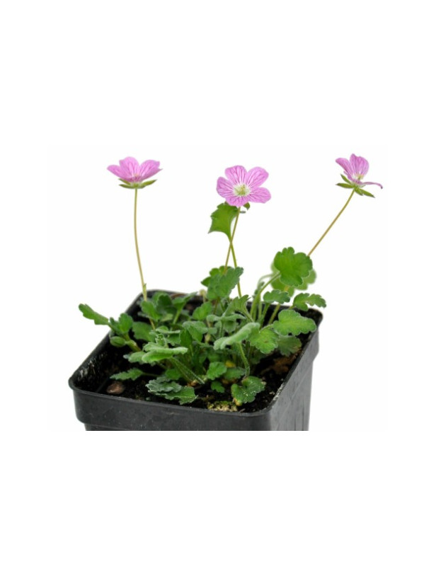 Erodium Rose