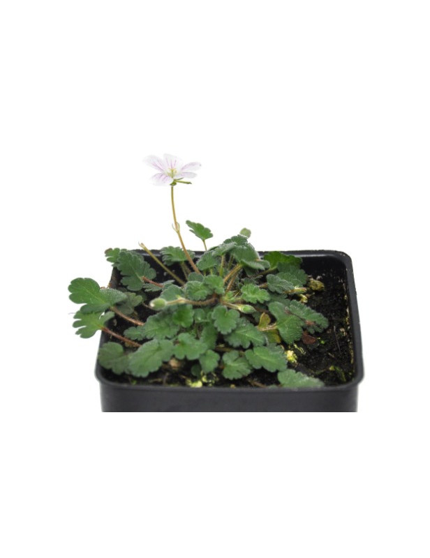 Erodium White