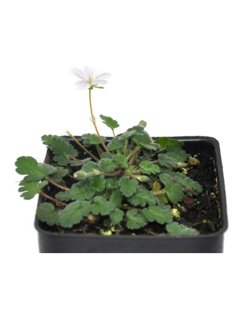 Erodium White