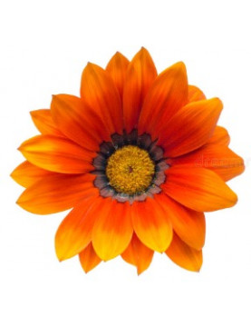 Fiesta Red Gazania