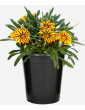 Gazania Variegated 