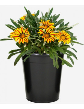 Gazania Variegated 