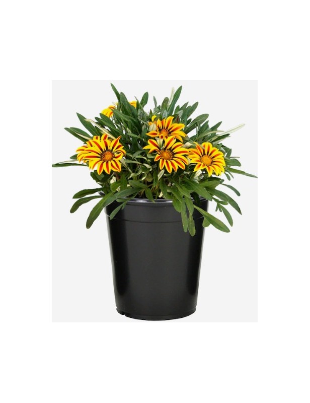 Gazania Variegated 