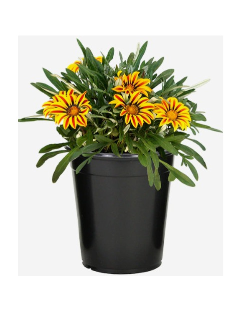 Gazania Variegated 